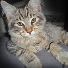Maine Coon Futte