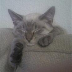 Blanding af racer Frankieboy/Frank Sinatra