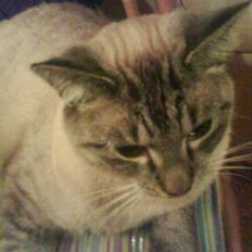 Blanding af racer Frankieboy/Frank Sinatra