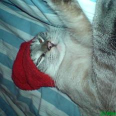 Blanding af racer Frankieboy/Frank Sinatra