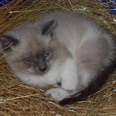 Blanding af racer Fnuggi