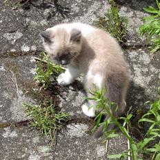 Blanding af racer Fnuggi