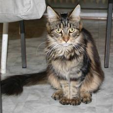 Maine Coon Coldnorth Nebraskat