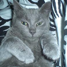 Blanding af racer Dusty