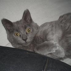 Blanding af racer Dusty