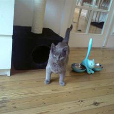 Blanding af racer Dusty