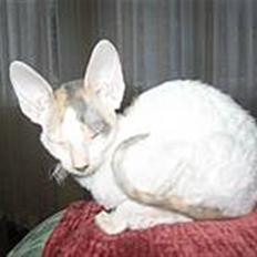 Cornish Rex Hexia de Trix