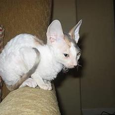 Cornish Rex Hexia de Trix