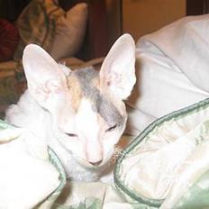 Cornish Rex Hexia de Trix