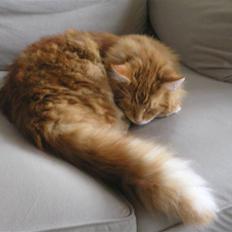 Maine Coon Ditocas Jason