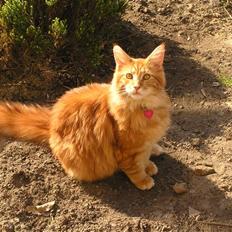 Maine Coon Ditocas Jason