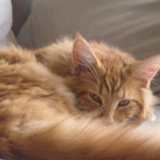 Maine Coon Ditocas Jason