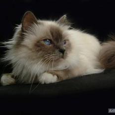 Hellig Birma Dk Odgaards sweet bianna 