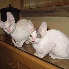 Cornish Rex masarati