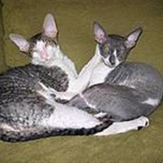 Cornish Rex Fansi Fler