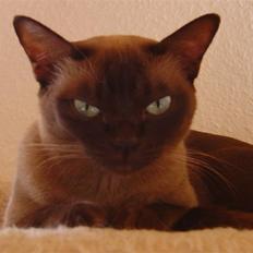 Burmeser Momi's Cirkeline