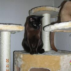 Burmeser Momi's Baloo