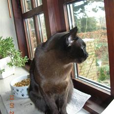 Burmeser Momi's Baloo