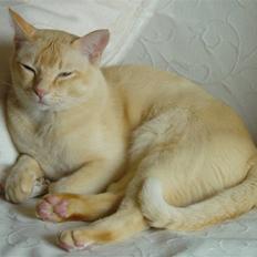 Burmeser Bintang Ma Gi Merlin