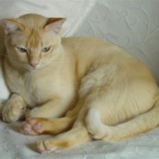 Burmeser Bintang Ma Gi Merlin