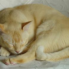 Burmeser Bintang Ma Gi Merlin