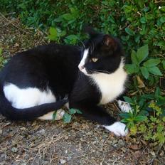 Huskat Nybo's Chap * R.I.P *