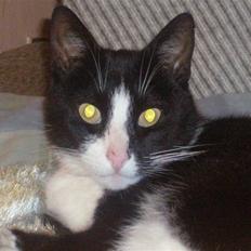 Huskat Nybo's Chap * R.I.P *