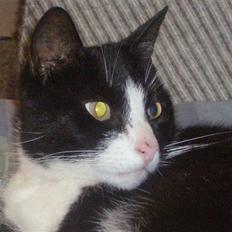 Huskat Nybo's Chap * R.I.P *