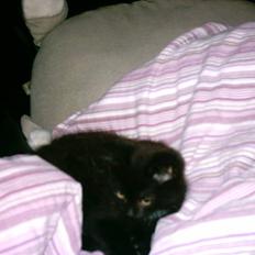 Blanding af racer Eddie