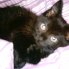 Blanding af racer Eddie