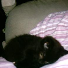 Blanding af racer Eddie