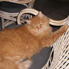 Norsk Skovkat Hankat Perle.