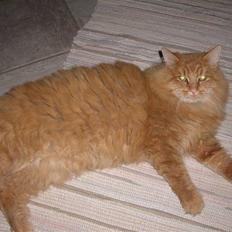 Norsk Skovkat Hankat Perle.