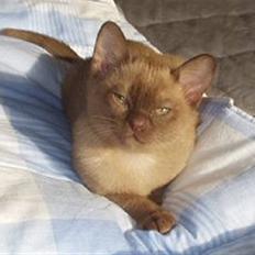 Burmeser Momi's Benedicte