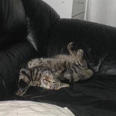 Blanding af racer Basse