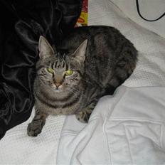 Blanding af racer Basse