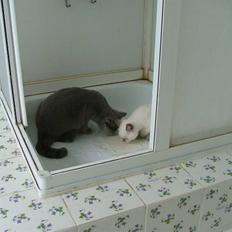 British Shorthair Adonis(Sylvester) Paludan