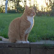 Blanding af racer Mikkel