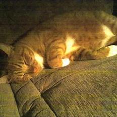 Blanding af racer Mikkel