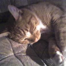 Blanding af racer Mikkel