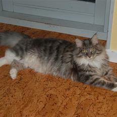 Maine Coon Charles Hamilton