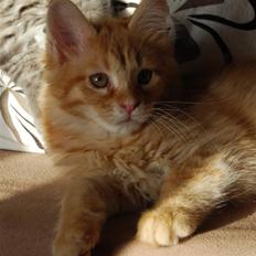 Maine Coon Vingsted´s Cassanova