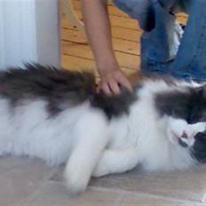 Maine Coon Xaver von Corwell