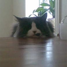 Maine Coon Xaver von Corwell