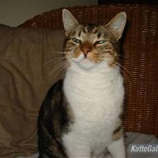 Huskat V I C T O R <3