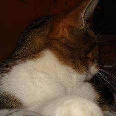 Huskat V I C T O R <3