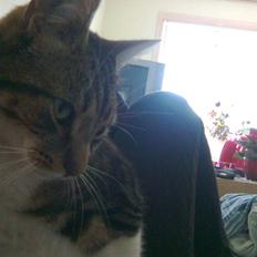 Huskat V I C T O R <3