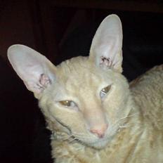 Cornish Rex Bojan
