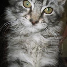 Maine Coon Siffe