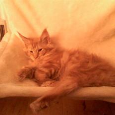 Maine Coon Don Diego